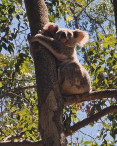 apprendre anglais australie avis